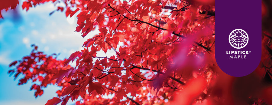 Acer rubrum Redpointe Lipstick maple bare root