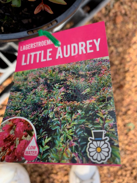 Crepe Myrtle Little Audrey 180ml