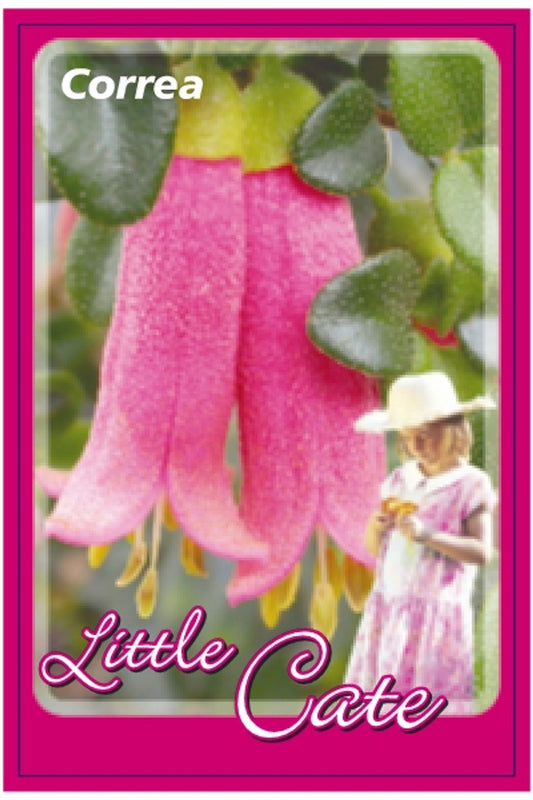 Correa Little Cate 175mm