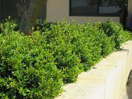 Syzygium Little Dazzer 140mm