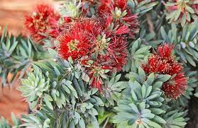 Callistemon Little John 5lt