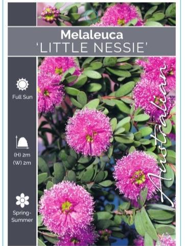 Melaleuca Little Nessie 5lt