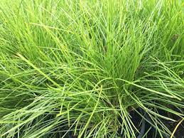 Lomandra Little Pal 140mm