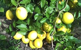 Loads Of Lemons 18lt