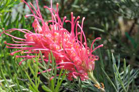 Grevillea Lollypops Grafted 200mm