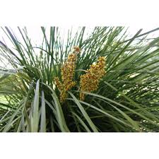 Lomandra Nyalla 140cm
