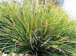 Lomandra Tanika 5lt