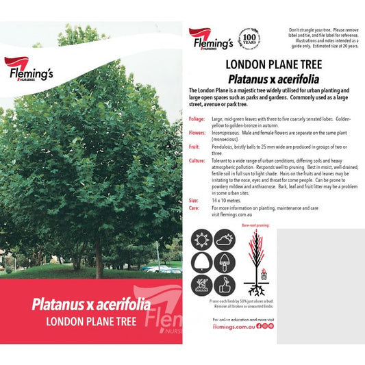 London Plane 30lt