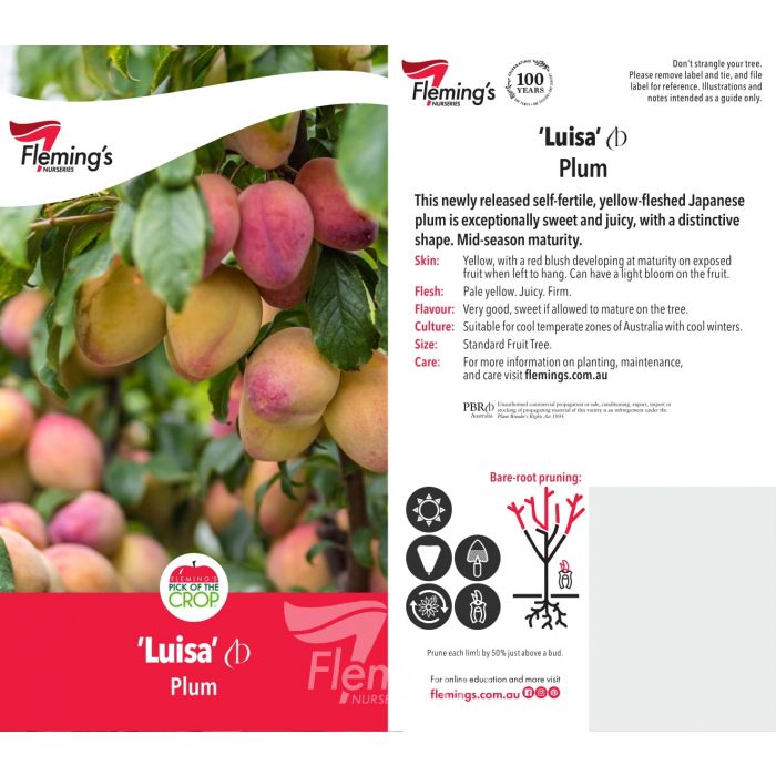 Luisa Plum (Self Fertile) bare root