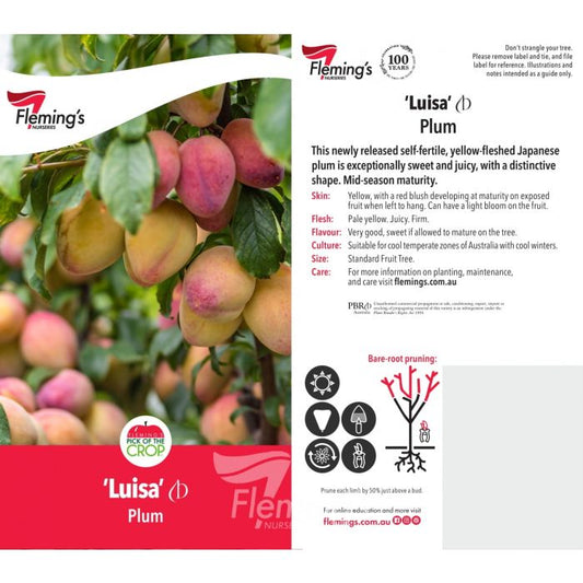 Luisa Plum (Self Fertile) bare root