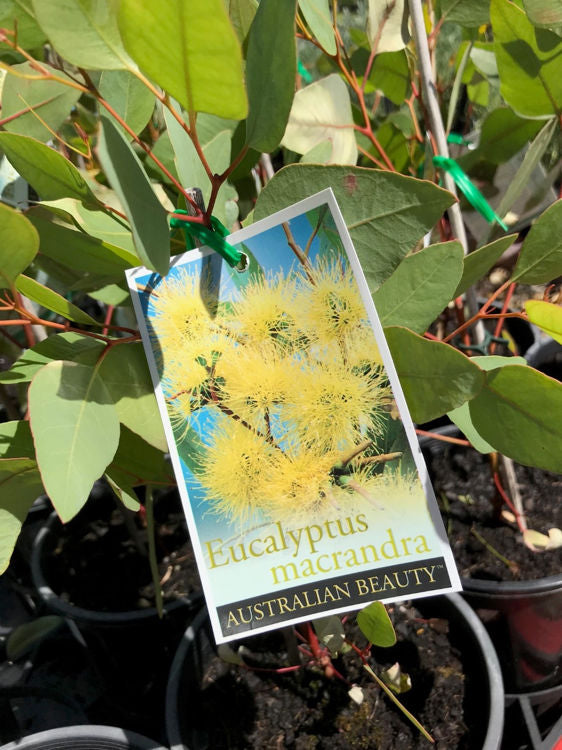 Eucalyptus Macrandra 200mm