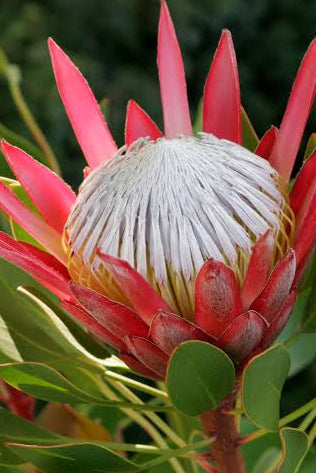 Protea Madiba 140mm