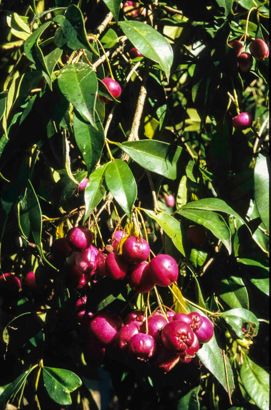 Syzygium Magenta Cherry Lilly Pilly 50lt