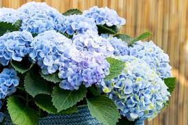 Hydrangea Magial Revolution Blue 170mm