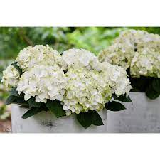 Hydrangea Magical Pearl 170mm