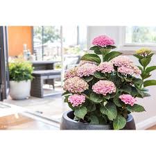 Hydrangea Magical Revolution Pink 170mm