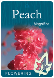 Magnifica Flowering peach bare root