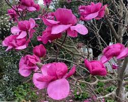 Magnolia Felix bare root