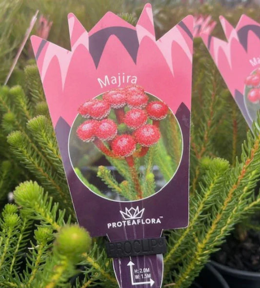 Brunia Stokoei Majira 140mm