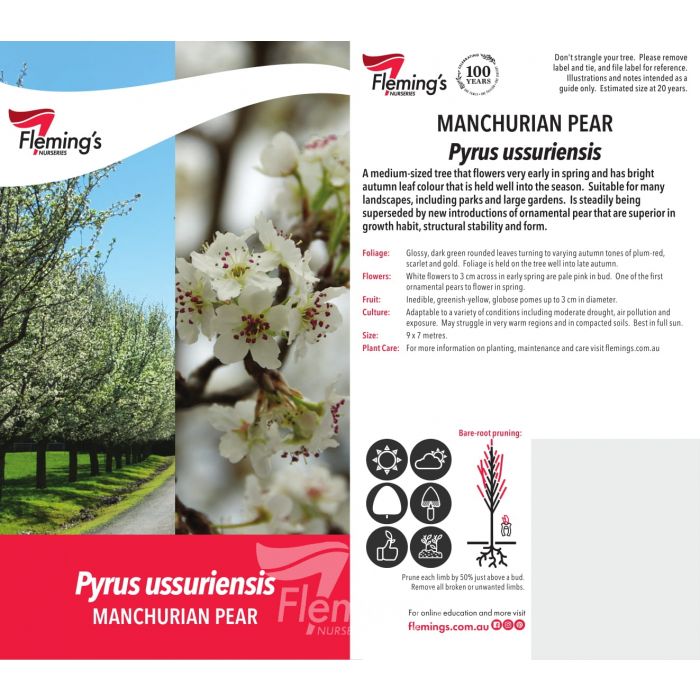 Manchurian Pear bare root