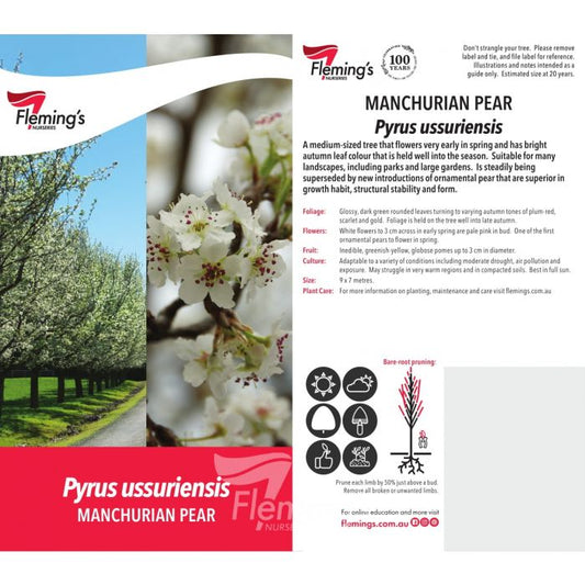 Dwarf Manchurian Pear 30lt