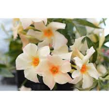 Mandevilla Sun Parasol Apricot 175mm