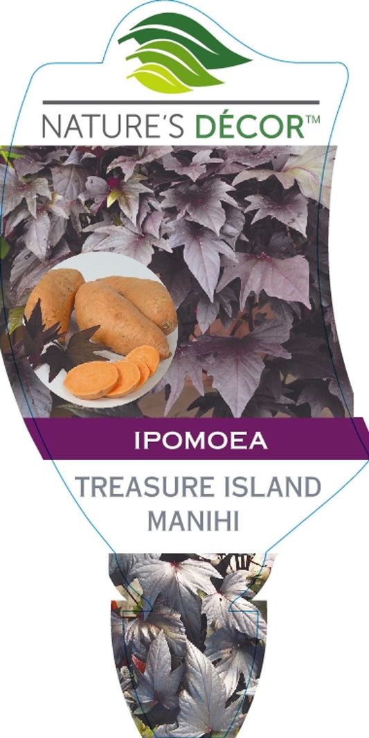 Ipomoea Treasure Island Manihi 140mm