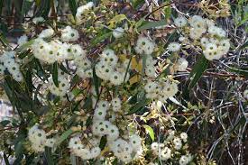 Eucalyptus Marginata 200mm