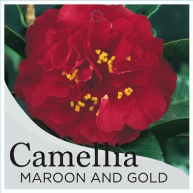 Maroon And Gold 4lt