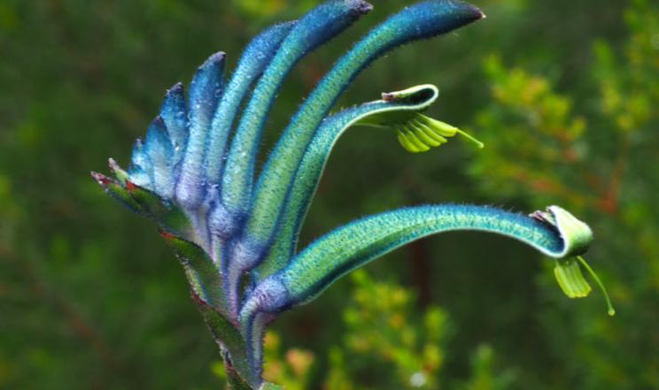 Anigozanthos Celebrations Masquerade 170mm