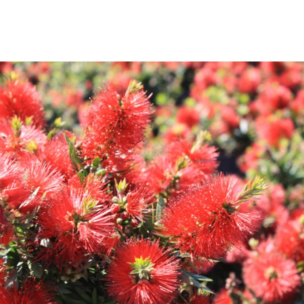 Callistemon Matthew Flinders 5lt