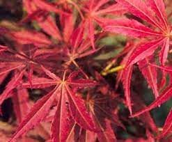 Acer Palmatum Matsukaze Std 50lt