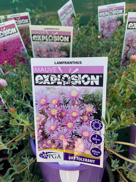 Lampranthus Mauve Explosion 140mm