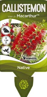 Callistemon Macarthur 5lt