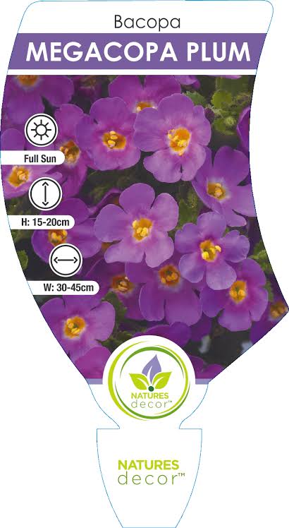 Megacopa Plum 140mm