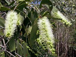 Melaleuca Leucadendra 18lt