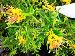 Grevillea Mello Yellow 175mm