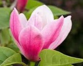 Magnolia Mercury 30lt