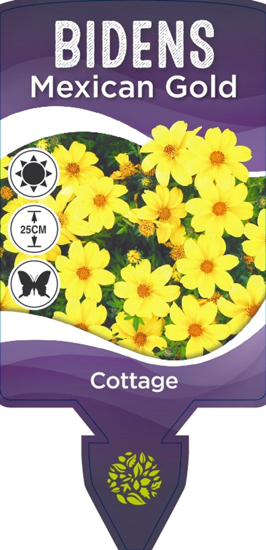 Bidens Mexican Gold 140mm