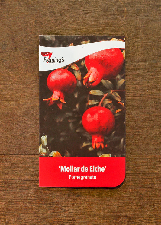 Mollar de Elche Pomegranate bare root