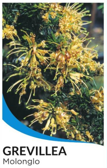 Grevillea Molonglo 14cm