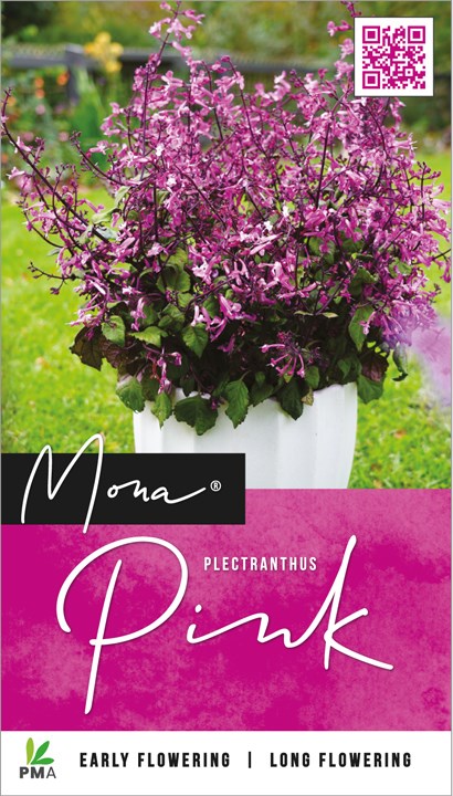 Plectranthus Mona Pink 140mm