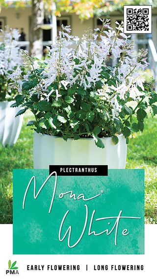 Plectranthus Mona White 140mm