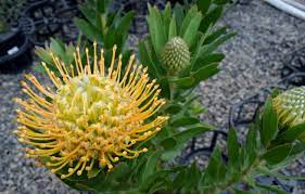 Leucospermum Moonlight 175mm