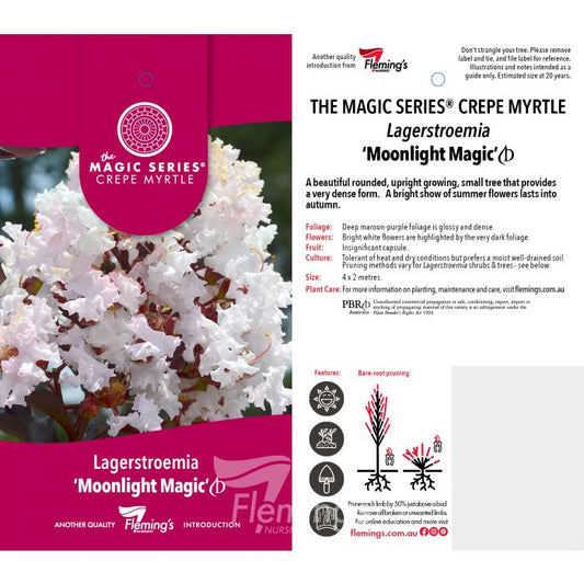 Lagerstormia Moonlight Magic bare root