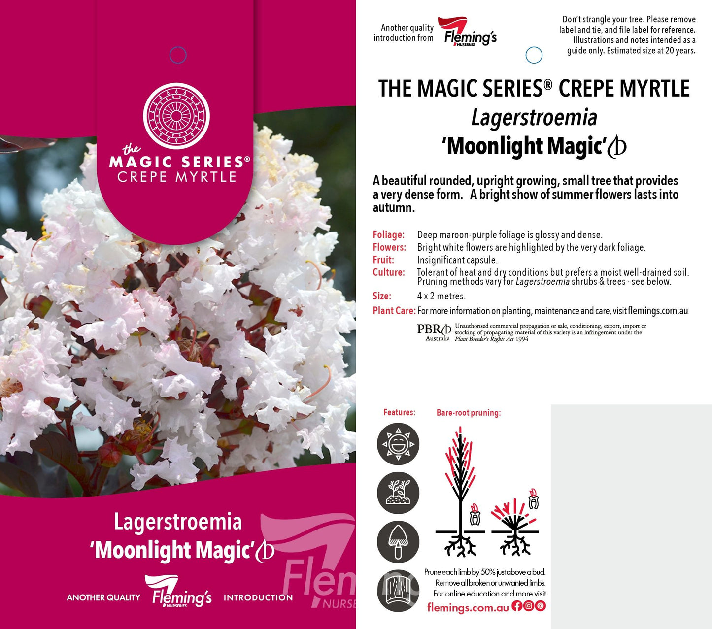 Lagerstroema Moonlight Magic 30lt