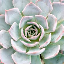 Echeveria Morning Beauty 140mm