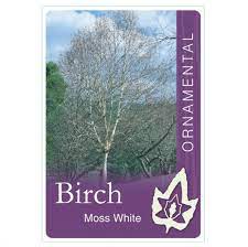 Betula Moss White Birch 30lt