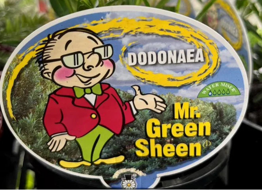 Dodonaea Mr Sheen 175mm