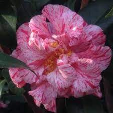 Mrs Nellie Eastman 30lt